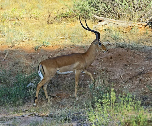 Gacela de Impala — Foto de Stock