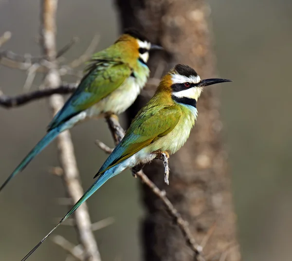 European bee-eater — Stock Photo, Image