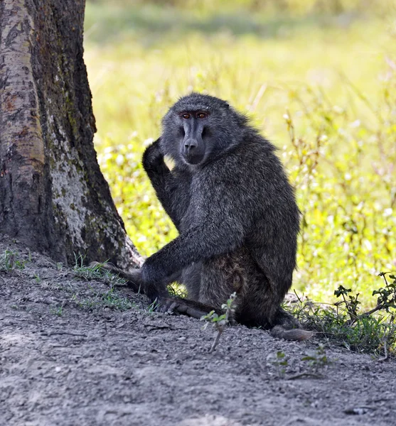 Baboons in natural habitat — Stock Photo, Image