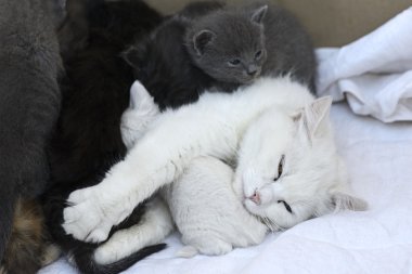 Bebek kedi