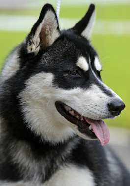 Husky köpek göstermek