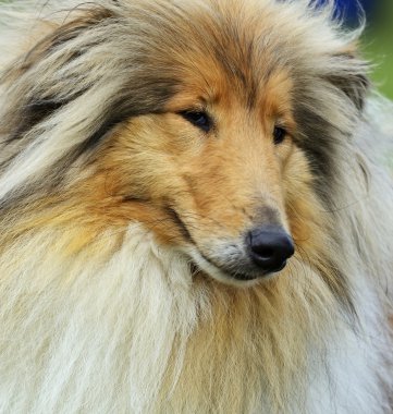 portre kömür ocağı