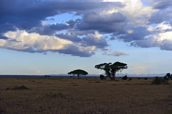 Panorama av afrikanska savannen — Stockfoto