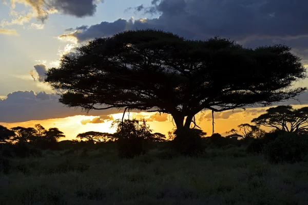 Paisaje africano — Foto de Stock