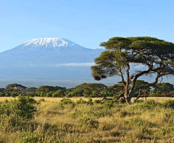 Parque nacional de Amboseli — Fotografia de Stock