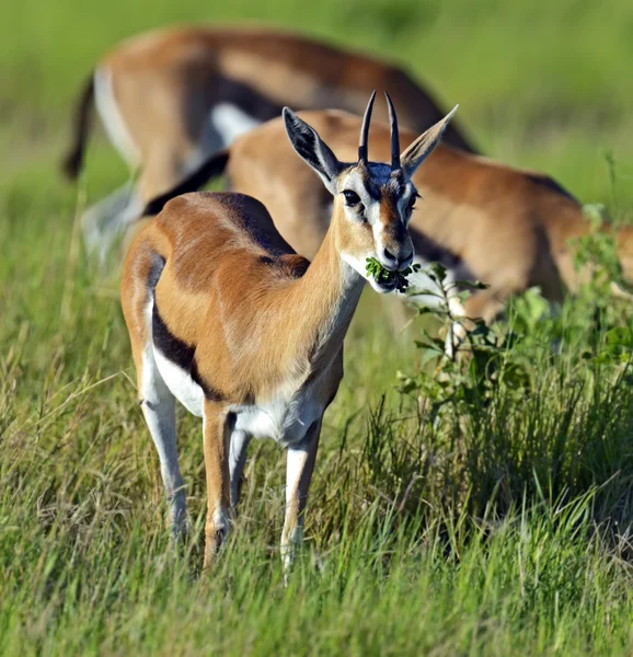 Concedere gazzelle — Foto Stock