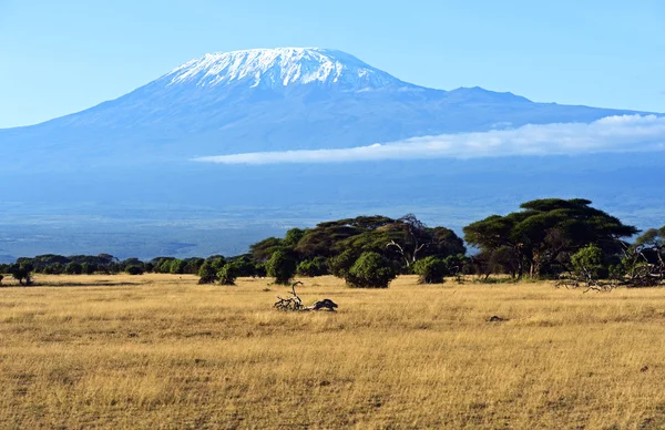 Panorama of African savannah — Stock Photo, Image