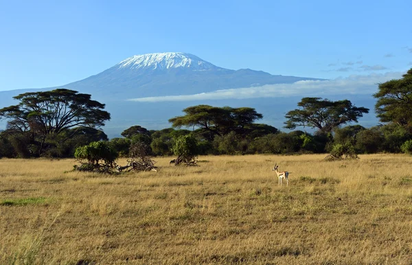 Antelope verlenen — Stockfoto