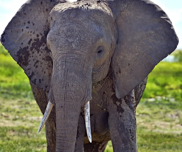 Éléphants du Kilimandjaro — Photo