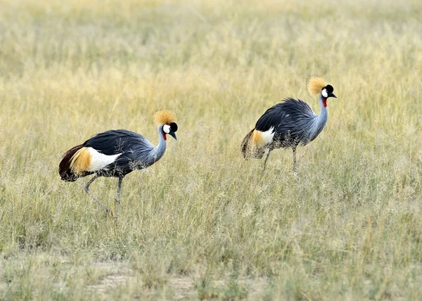 Gru incoronata — Foto Stock