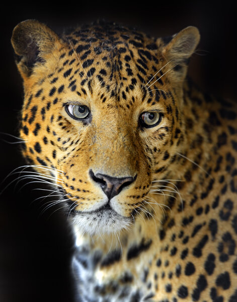 Leopard in wild habitat
