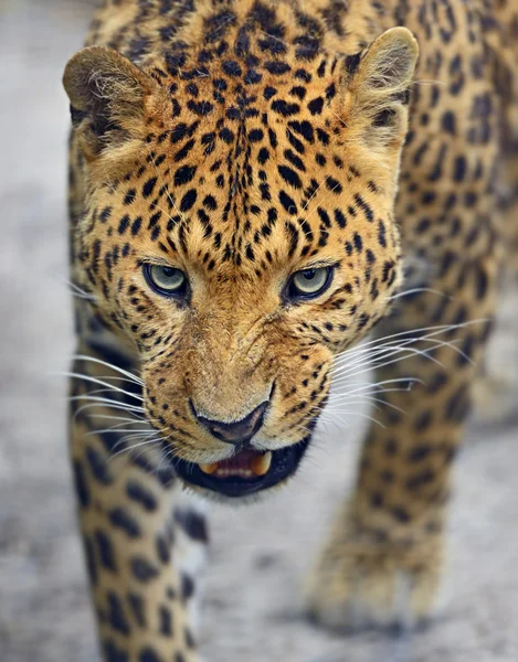 Leopard in wild habitat — Stock Photo, Image