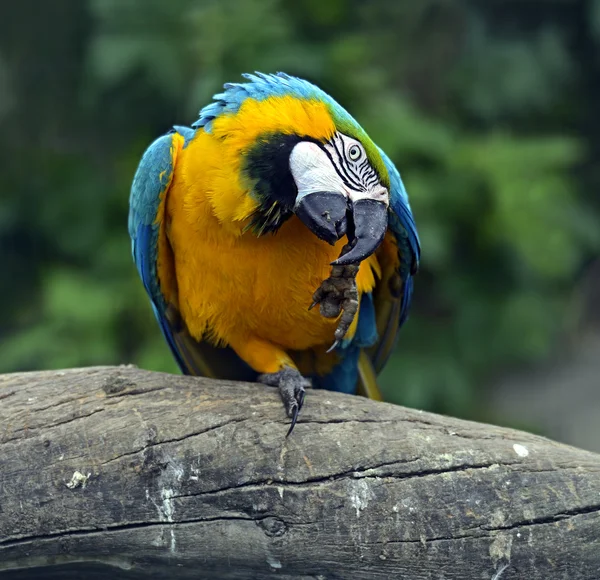 Papagei-Vogel — Stockfoto