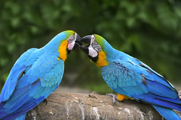 Uccello pappagallo — Foto Stock