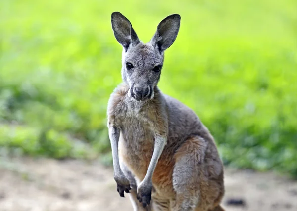 Canguru australiano jovem — Fotografia de Stock