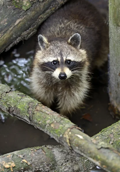 Waschbär im Wald — Stockfoto