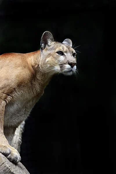 Puma no tronco — Fotografia de Stock