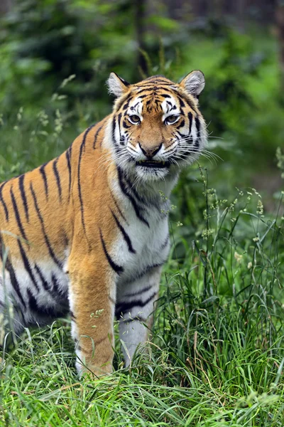 Amur Tygrys — Zdjęcie stockowe