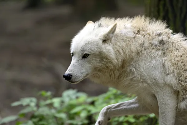 Lobo ártico — Fotografia de Stock