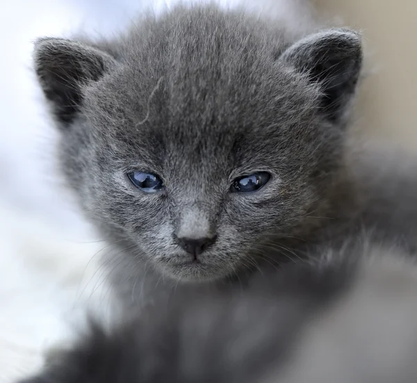 Bebek kedi — Stok fotoğraf