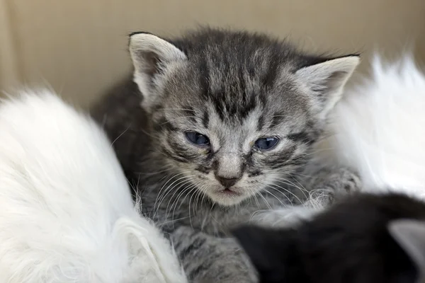 Gatto bambino — Foto Stock