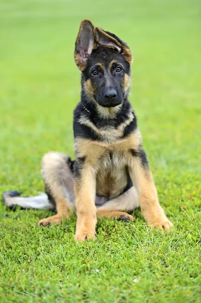 Deutscher Schäferhund — Stockfoto