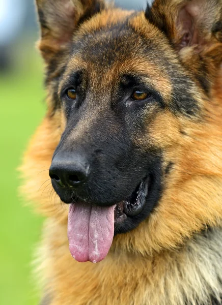 German Shepherd — Stock Photo, Image