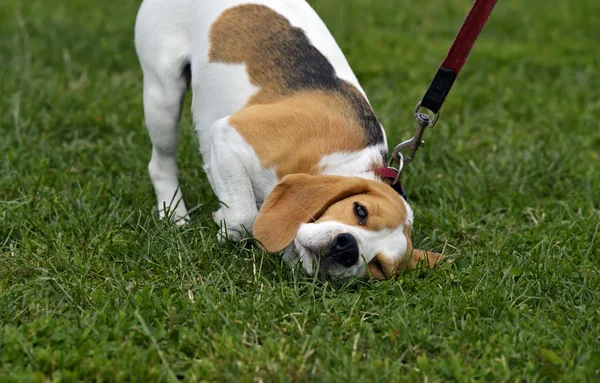 Jack Russell Terrier — Foto Stock