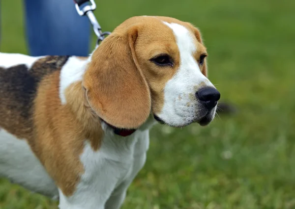 Jack Russell Terrier Przewodniczący — Zdjęcie stockowe