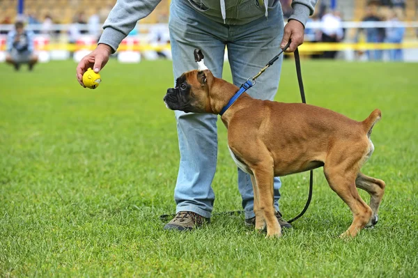 Deutscher Boxer — Stockfoto