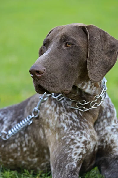 German Shorthaired Pointer dogs — Stock Photo, Image