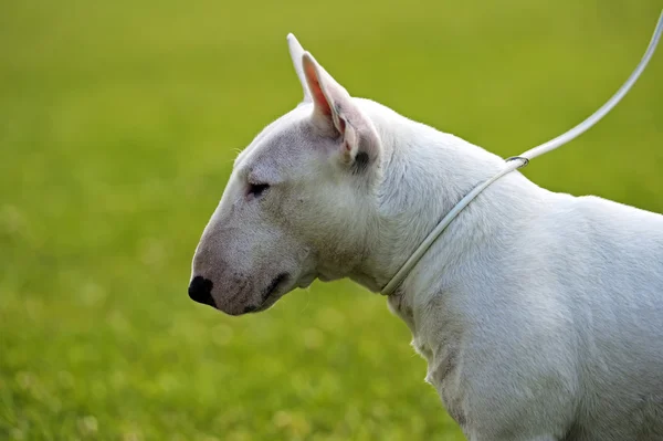 Stier terriër — Stockfoto