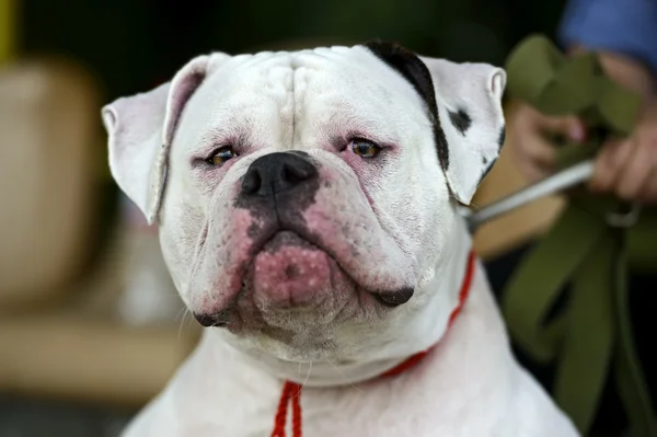 Bullmastiff at dog show — Stock Photo, Image