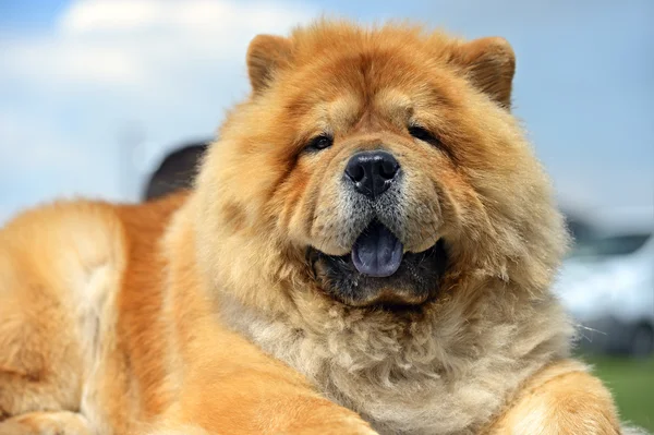 Chow chow — Stock fotografie