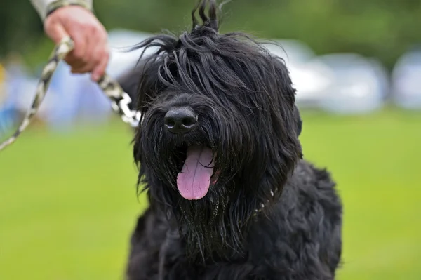 Hungarian shepherd — Stock Photo, Image