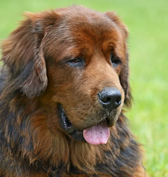 Tibetische Dogge — Stockfoto