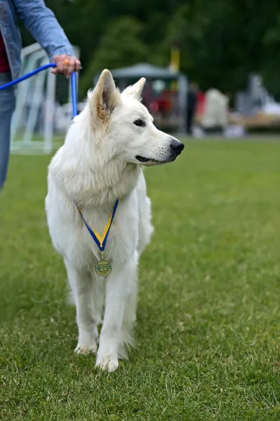 Cão pastor suíço — Fotografia de Stock