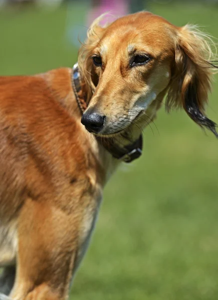 Greyhound em exposição de cães — Fotografia de Stock