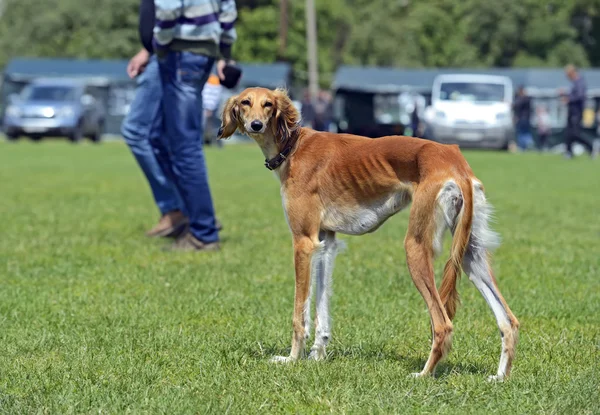 Greyhound dog show — Stock Fotó