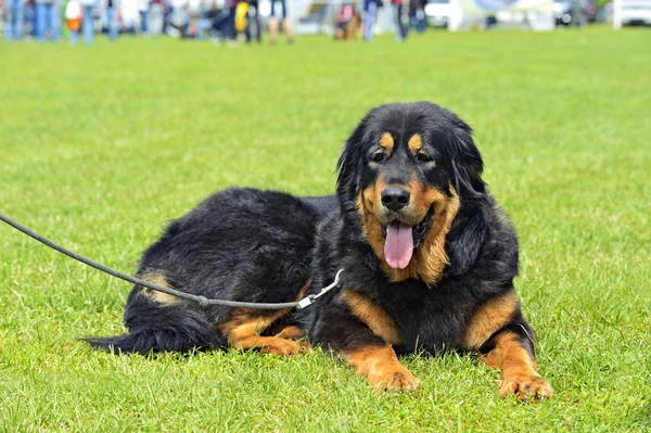 Mastiff tybetański — Zdjęcie stockowe