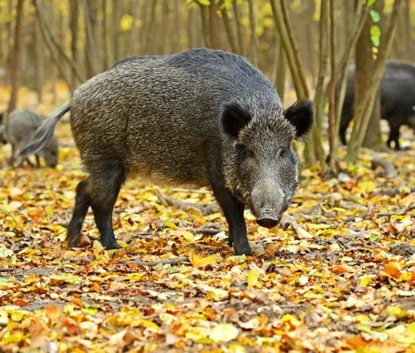 Wilde zwijnen — Stockfoto