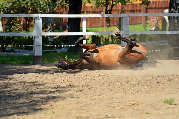 Jonge hengst — Stockfoto