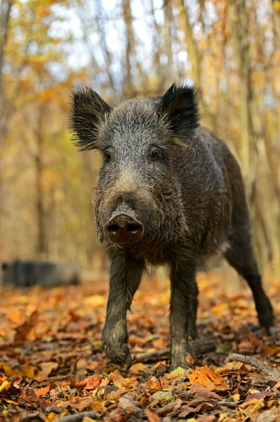 Wilde zwijnen — Stockfoto