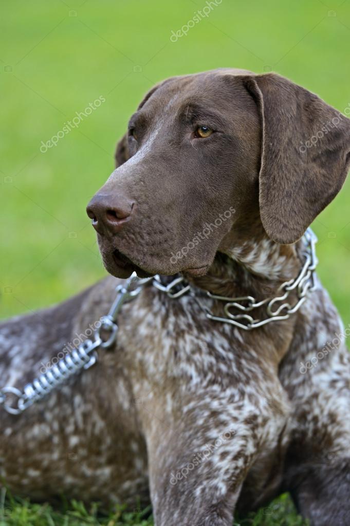 German Shorthaired Pointer Dogs Stock Photo C Kyslynskyy 49211751