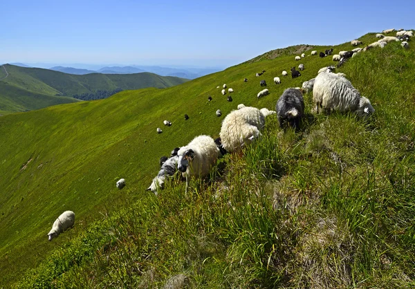 Kudde schapen — Stockfoto