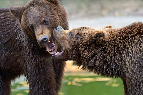 Braunbär — Stockfoto