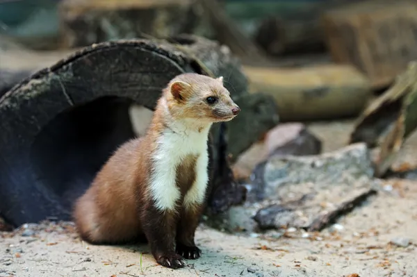 Marten. — Foto Stock