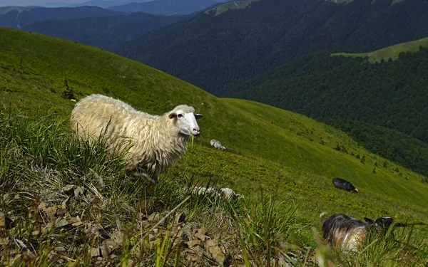 Rebaño de ovejas Imagen de archivo