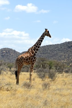 afrika zürafalar