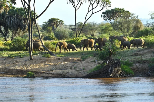 Afrikanische Elefanten — Stockfoto